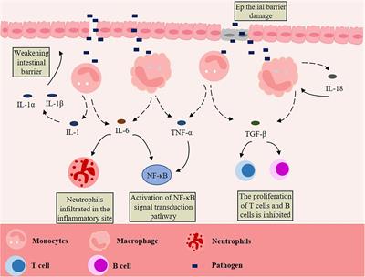 Roles of Macrophages in the Development and Treatment of Gut Inflammation